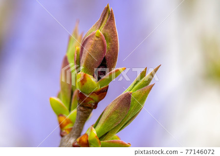 Unblown buds on trees macro. Bare young tree branches in spring in the garden close-up on a blurred background Unblown buds on trees macro. Bare young tree branches in spring in the garden close-up on a blurred background 77146072