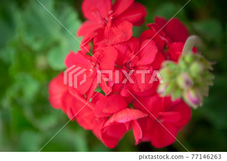 Crimson Zeanum Crimson Zeanum 77146263