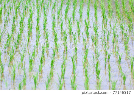 Rice fields that have been planted Rice fields that have been planted 77146517