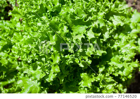 陽光萵苣的嫩葉 77146520