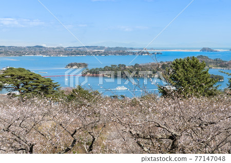 Matsushima cherry blossoms westbound pine park and Japan's three most scenic Matsushima Matsushima cherry blossoms westbound pine park and Japan's three most scenic Matsushima 77147048