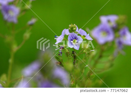 Ookawajisha Ookawajisha 77147062