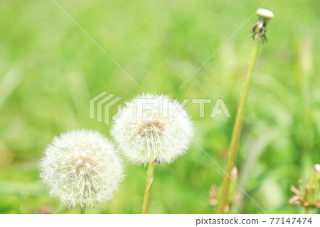 蒲公英絨毛植物圖像 77147474