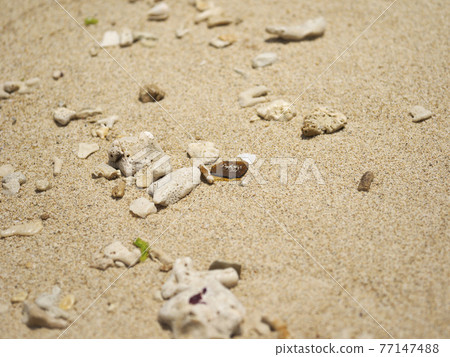 沙質珊瑚和鵝卵石_Toguchi Beach_Tomarigusuku Park（沖繩縣讀谷村Toguchi） 77147488