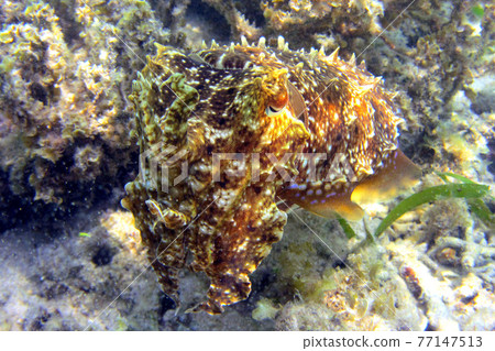 Cuttlefish to mimic Cuttlefish to mimic 77147513