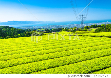 《Shizuoka Prefecture》 A vast tea plantation landscape, early summer 《Shizuoka Prefecture》 A vast tea plantation landscape, early summer 77147573