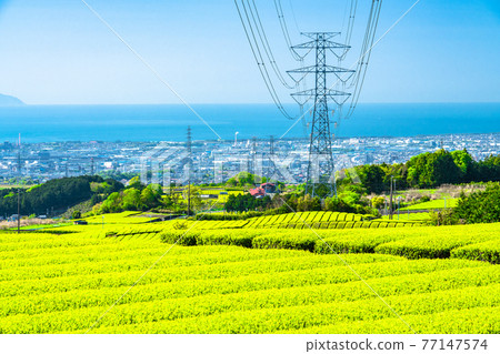 《Shizuoka Prefecture》 A vast tea plantation landscape, early summer 《Shizuoka Prefecture》 A vast tea plantation landscape, early summer 77147574