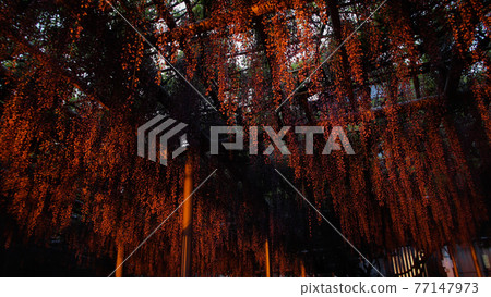 Wisteria light up Wisteria light up 77147973