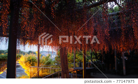 紫藤點亮 紫藤點亮 77147975