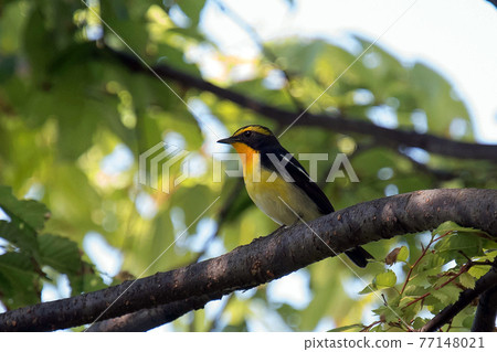 雄性水仙捕蠅器棲息在樹枝上 77148021