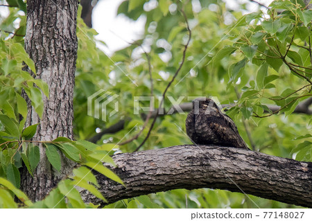 Summer bird nightjar takes a rest in a city park Summer bird nightjar takes a rest in a city park 77148027