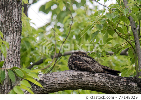 Summer bird nightjar takes a rest in a city park Summer bird nightjar takes a rest in a city park 77148029