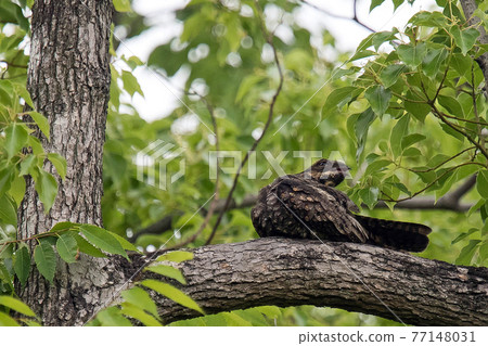 Summer bird nightjar takes a rest in a city park Summer bird nightjar takes a rest in a city park 77148031