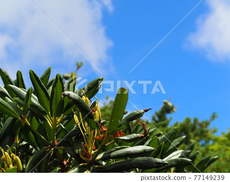 Summer blue sky and plants 77149239