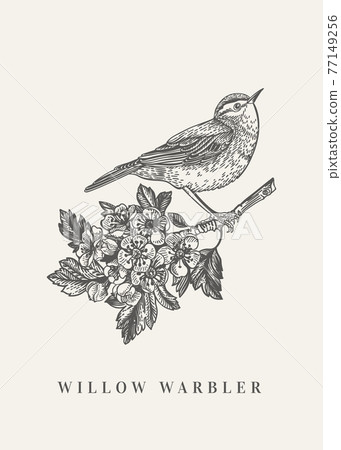 Twig with flowers and  bird. 77149256