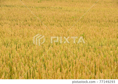 Wheat field (Monbetsu City, Hokkaido) 77149293