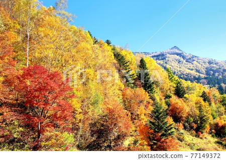 山田牧場秋葉 山田牧場秋葉 77149372