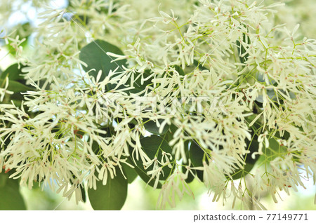 Flower of Nanja Monja 77149771