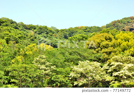 Nanja Monja 開花的山村 Nanja Monja 開花的山村 77149772