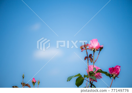 湛藍的天空中綻放著玫瑰的風景 湛藍的天空中綻放著玫瑰的風景 77149776