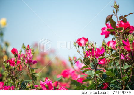 湛藍的天空中綻放著玫瑰的風景 湛藍的天空中綻放著玫瑰的風景 77149779