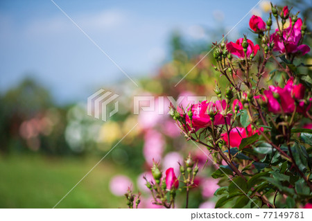 湛藍的天空中綻放著玫瑰的風景 湛藍的天空中綻放著玫瑰的風景 77149781