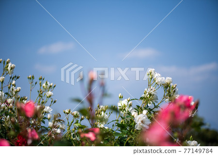 湛藍的天空中綻放著玫瑰的風景 湛藍的天空中綻放著玫瑰的風景 77149784