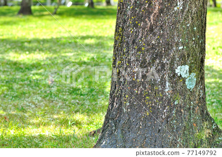 The root of the giant tree The root of the giant tree 77149792