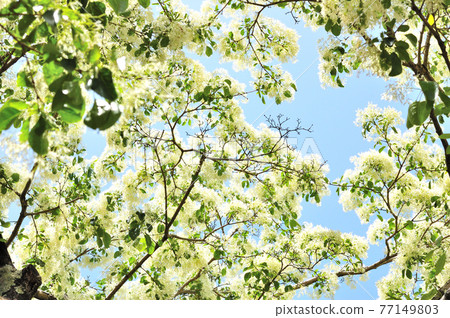 Flower of Nanja Monja 77149803