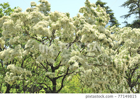 Flower of Nanja Monja 77149815