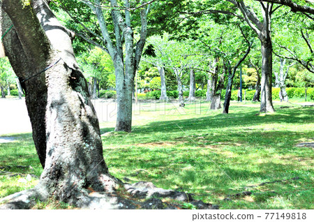 Sakura's sunbeam leaves Sakura's sunbeam leaves 77149818