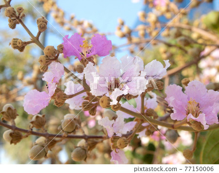 Beautiful pink flower soft focus of Cananga odorata flowers Beautiful pink flower soft focus of Cananga odorata flowers 77150006