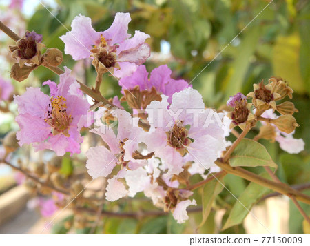 Beautiful pink flower soft focus of Cananga odorata flowers Beautiful pink flower soft focus of Cananga odorata flowers 77150009