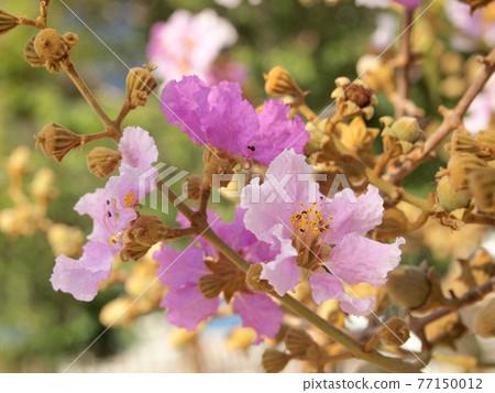 Beautiful pink flower soft focus of Cananga odorata flowers Beautiful pink flower soft focus of Cananga odorata flowers 77150012