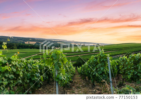 Row vine grape in champagne vineyards at montagne de reims, Reims 77150153