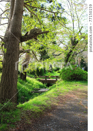 Fresh green park 77150159