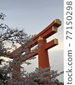 Torii and cherry blossoms 77150298