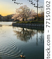 Spring dusk of Kyoto Canal 77150302