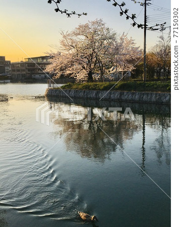 京都運河的春天黃昏 77150302
