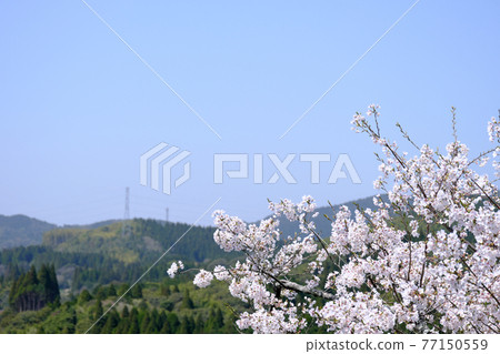 美麗的山景與盛開的櫻花季 77150559