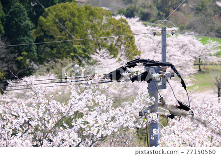 被櫻花包裹的電線桿頭 77150560