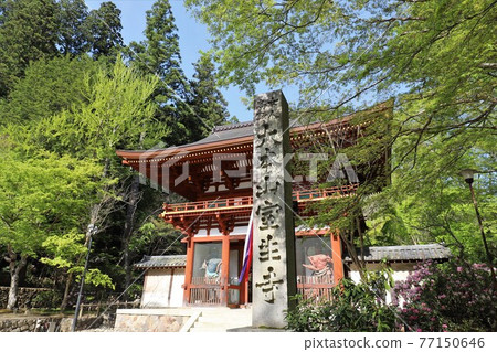 Kurosaki of Muroji Temple 77150646