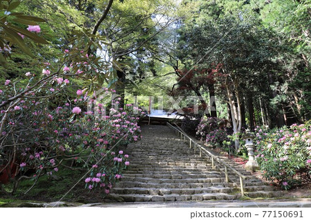 Muroji Temple的黑崎 77150691