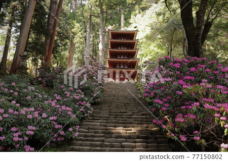 Kurosaki of Muroji Temple 77150802