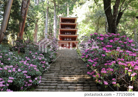 Kurosaki of Muroji Temple 77150804