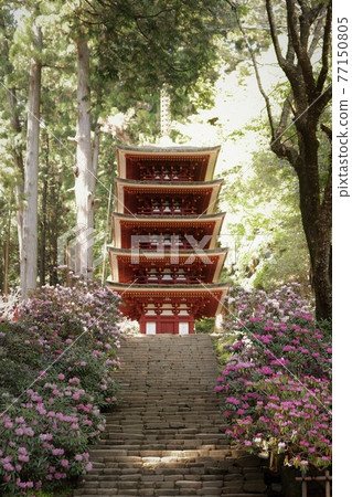 Kurosaki of Muroji Temple 77150805