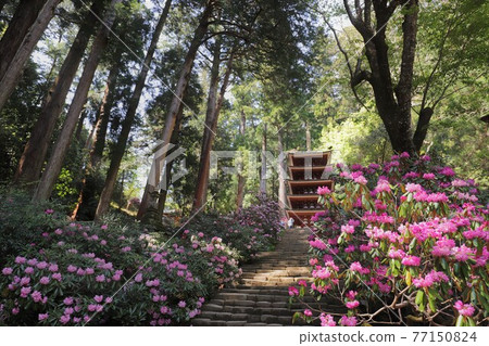 Muroji Temple的黑崎 Muroji Temple的黑崎 77150824