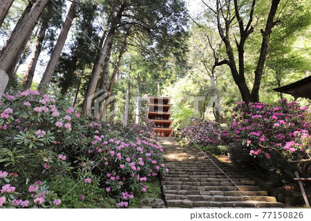 Kurosaki of Muroji Temple Kurosaki of Muroji Temple 77150826