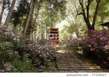 Kurosaki of Muroji Temple 77150827