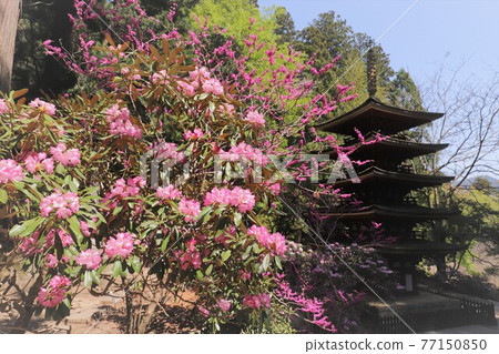 Muroji Temple的黑崎 77150850